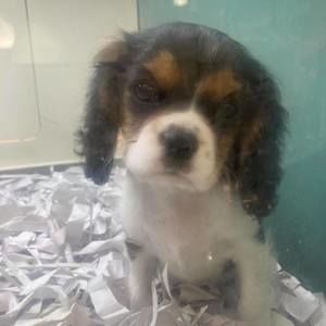 Meet your Posher, Loja